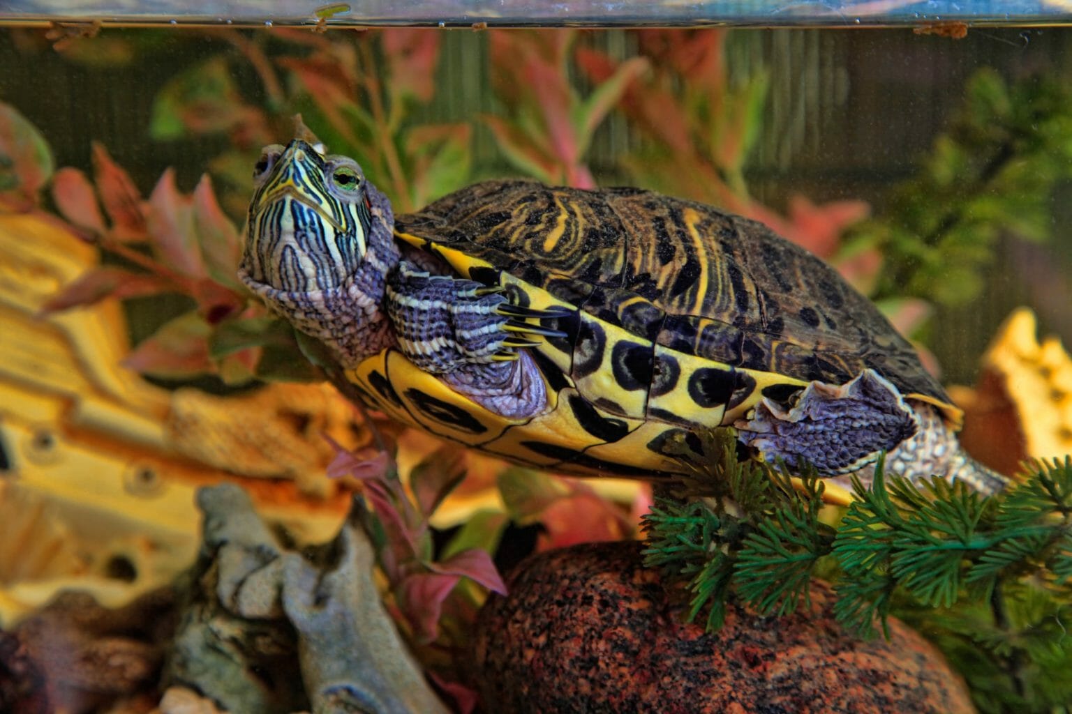 Red Eared Slider Turtles Facts Info And More About This Fascinating