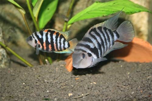 Convict Cichlid | A to Z Guide - Care, Tank Mates, Size, and Diet ...