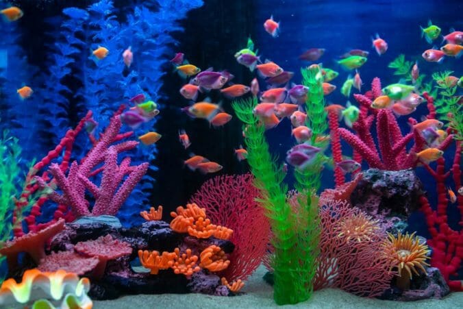 How to Cool Down an Aquarium Without a Chiller - HomeTanks