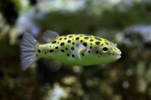 Dwarf Puffer | A to Z Guide - Care, Tank Mates, Size and Diet