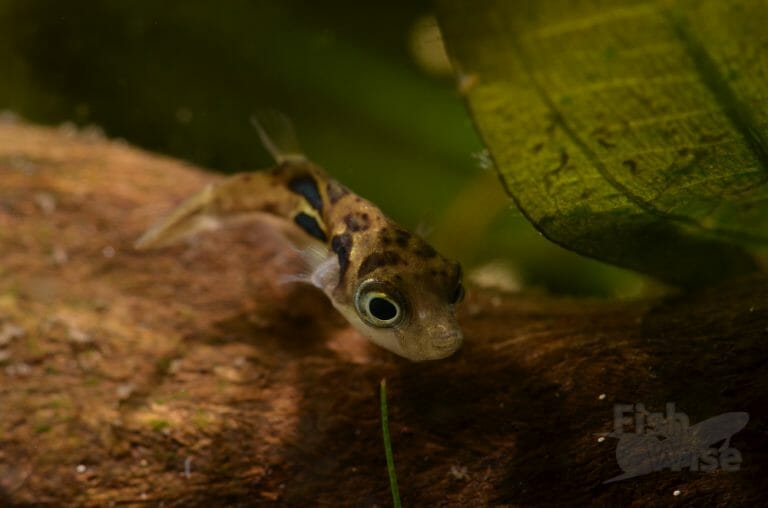 Dwarf Puffer A to Z Guide Care, Tank Mates, Size and