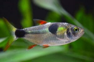 Bucktooth Tetra | A to Z Guide - Care, Tank Mates, Size and Diet ...