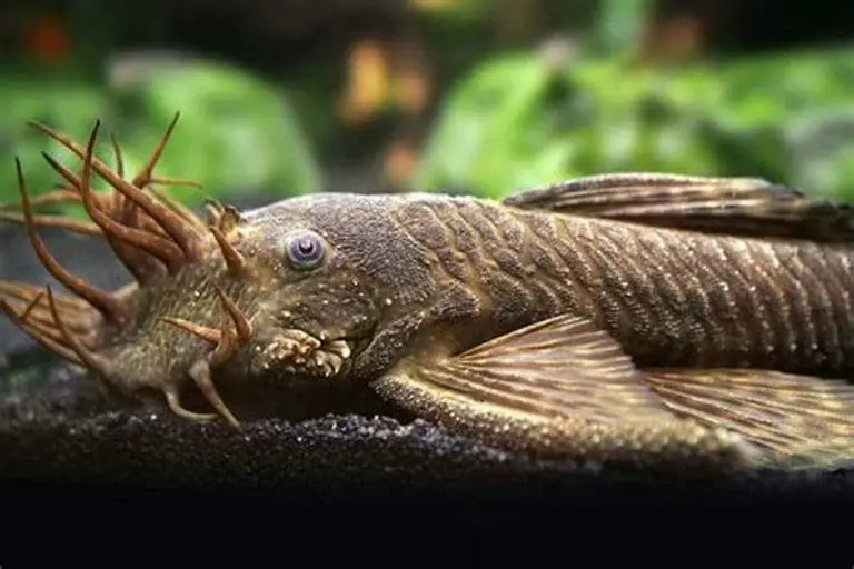 Bristlenose Pleco in a Clean Tank