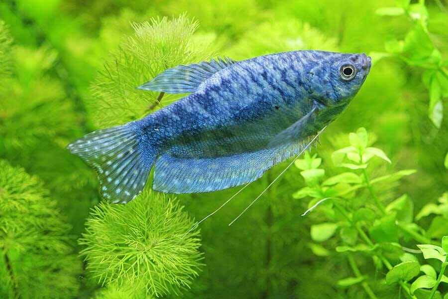 blue-gourami-a-to-z-guide-care-tank-mates-size-and-diet-hometanks