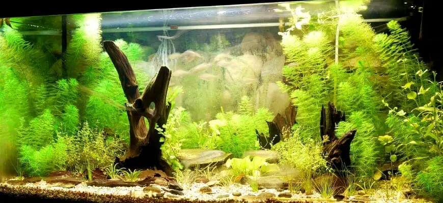 best light for growing plants in aquarium