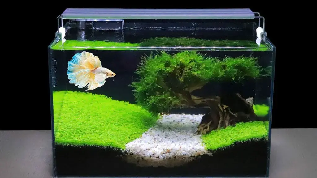 is-aquarium-water-good-for-plants-surprising-facts