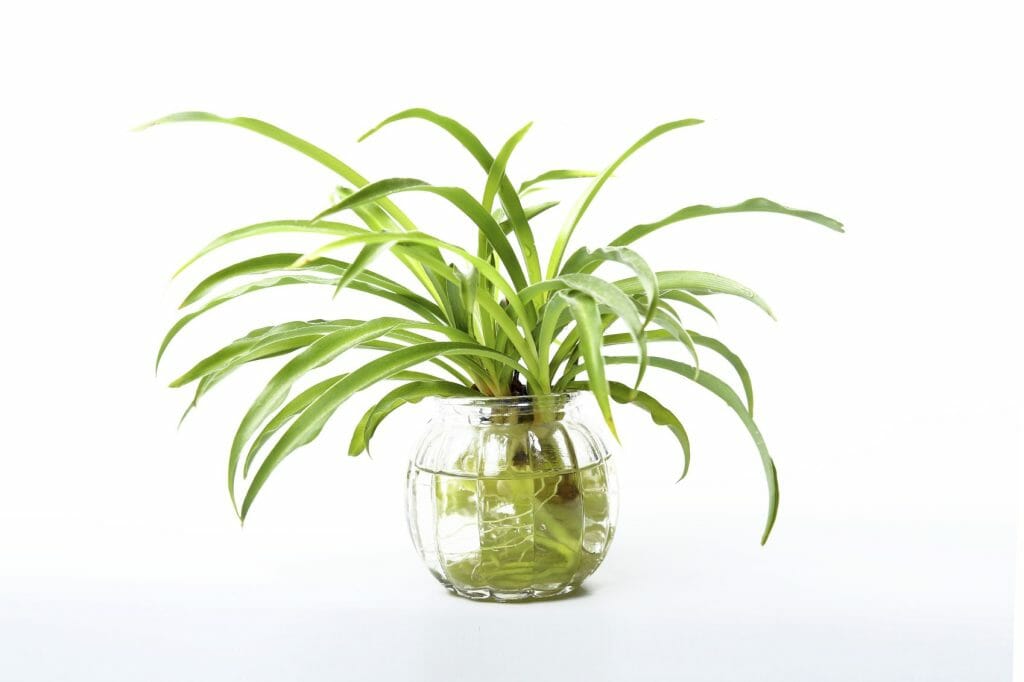 spider-plant-in-aquarium-can-it-grow