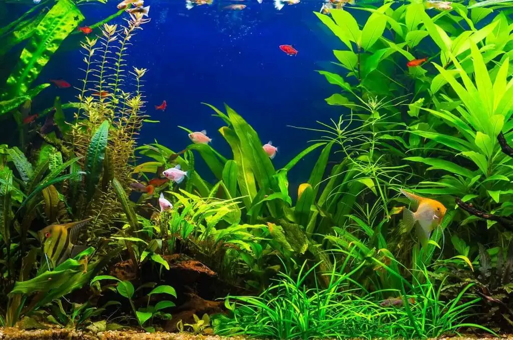 How To Remove Tannins From Aquarium Water: It's Easy! - HomeTanks