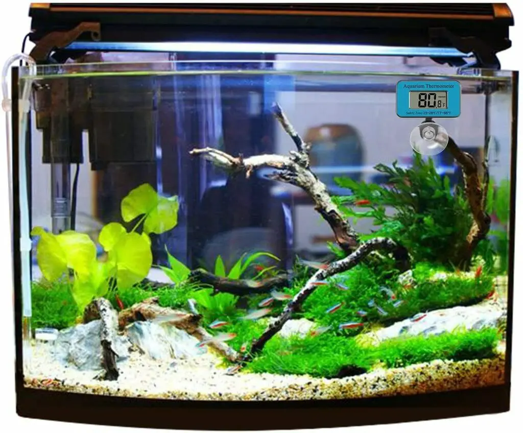 Why My Aquarium Water Is Cloudy: 7 Reasons Why You Have Cloudy Aquarium ...