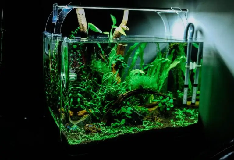 How to Remove Scratches From Glass Aquarium Using Toothpaste Method