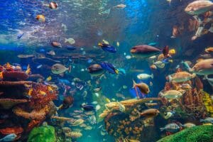 Why Is My Aquarium Water Green: Understanding and Preventing Green ... - Istockphoto 1143721785 612x612 1 300x200