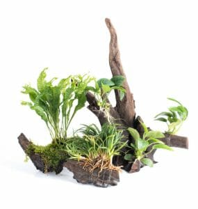 How to Anchor Driftwood in Aquarium: 10 Best Practices - HomeTanks