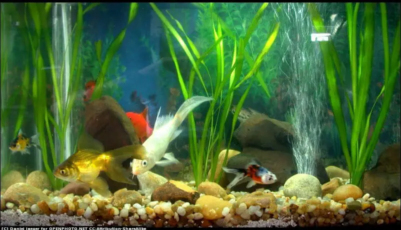 How to Make an Aquarium Filter Without a Pump