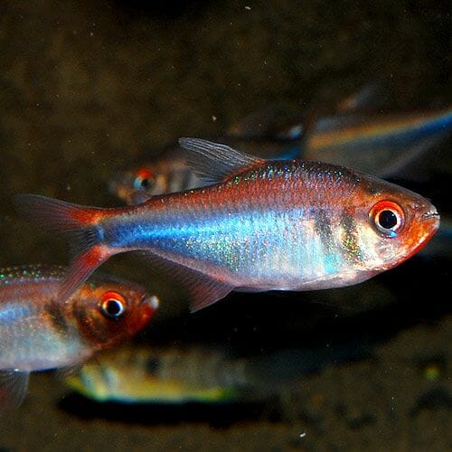 Rarest Tetra Fish: Top 11 Interesting Species - HomeTanks