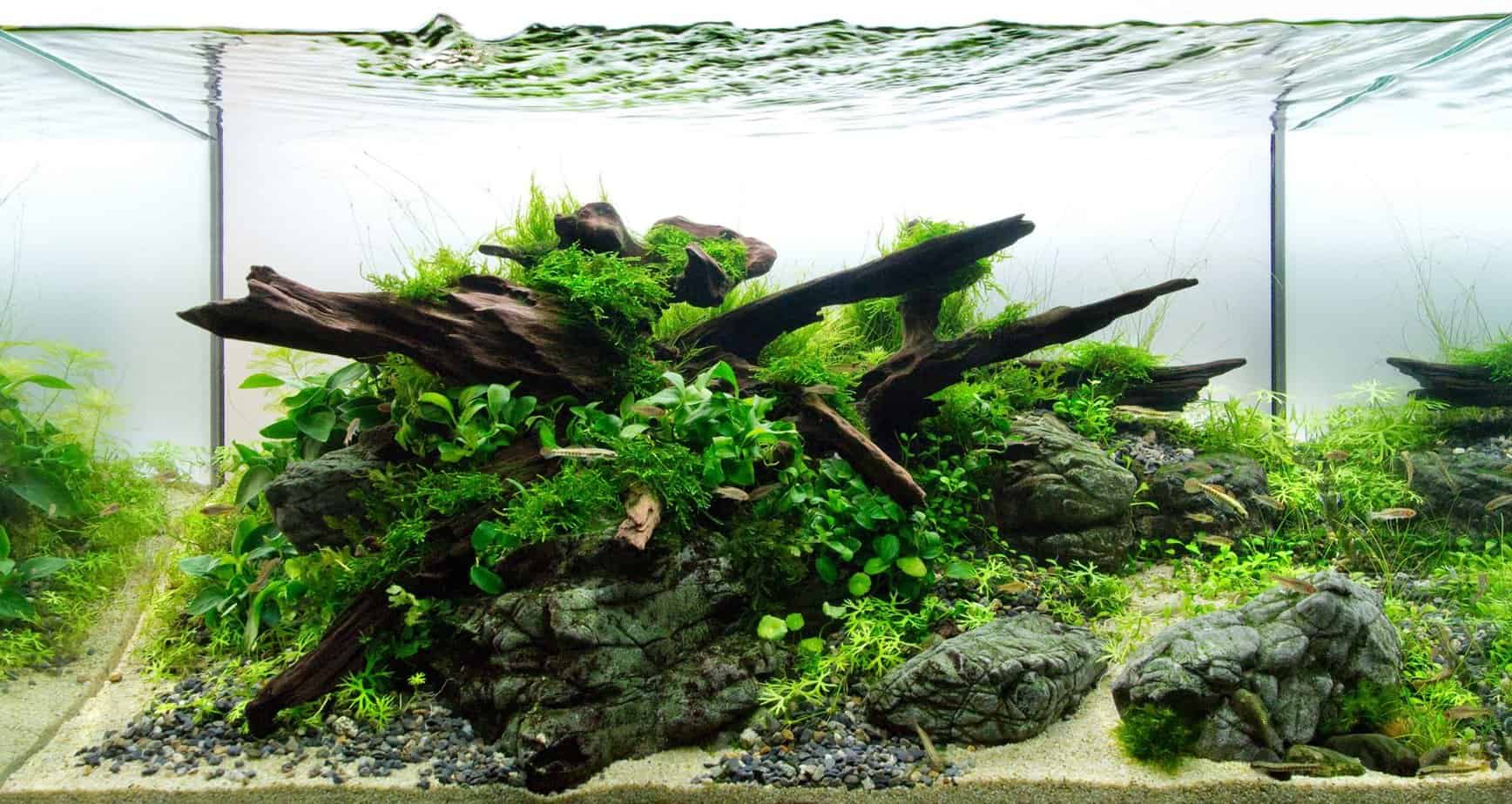 The Best Aquarium Driftwood Alternatives - HomeTanks