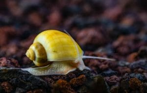 How to Add Calcium to Aquarium for Snails HomeTanks