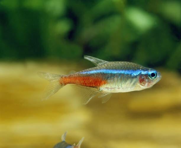 Do Neon Tetras Lay Eggs: Facts That You Need to Know - HomeTanks