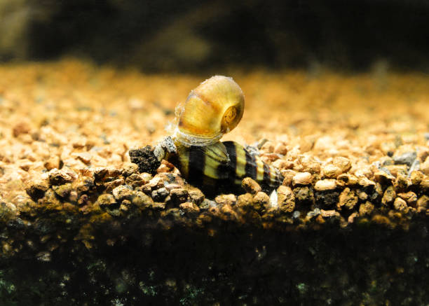 How to Add Calcium to Aquarium for Snails HomeTanks