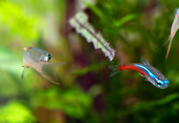 Can Neon Tetra Live With Betta Fish: The Whys and Hows - HomeTanks