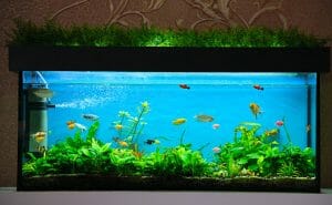 How to Keep Aquarium Plants From Floating - HomeTanks