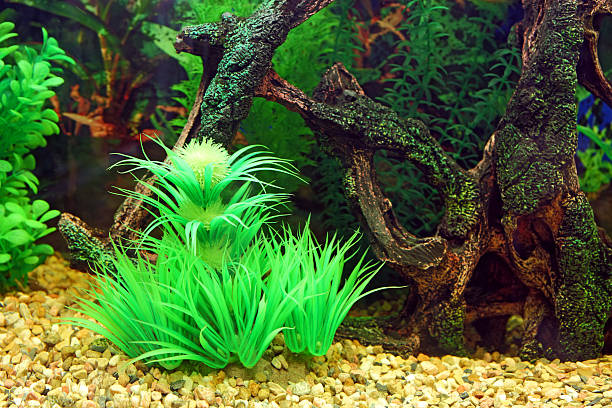 can-you-add-plants-to-an-established-aquarium-hometanks