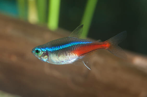 Are Neon Tetras Freshwater Fish: Your Ultimate Guide - HomeTanks