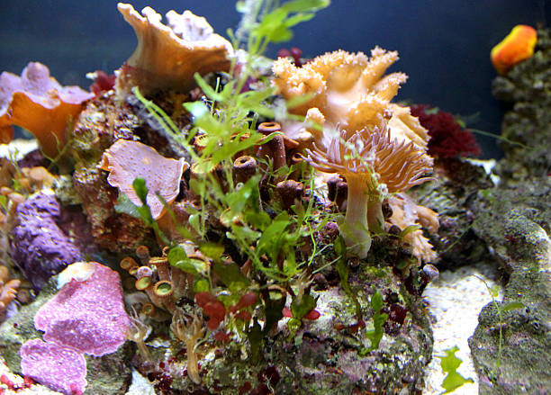 will-aquarium-plants-grow-in-sand-top-19-plants-that-do-hometanks