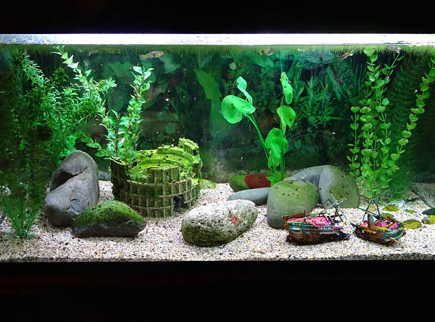 how-to-add-plants-to-an-aquarium-b-c-guides