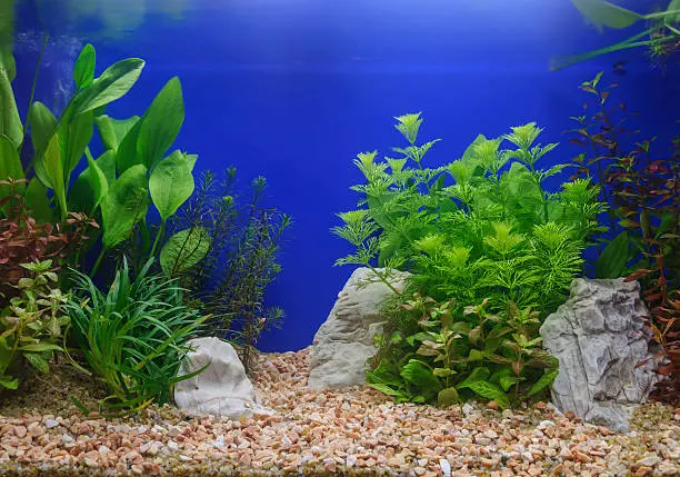 How to Clean Planted Aquarium Substrate - HomeTanks