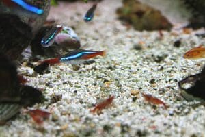 Are Neon Tetras Freshwater Fish: Your Ultimate Guide - Hometanks