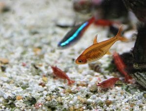 Can Neon Tetras and Ember Tetras Live Together - HomeTanks