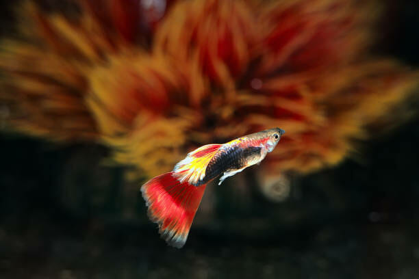 How Big Do Guppy Fish Get: Tips to Grow Guppies Faster - HomeTanks