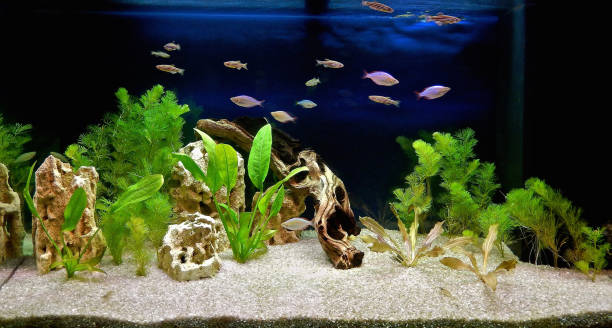 can-you-add-plants-to-an-established-aquarium-hometanks