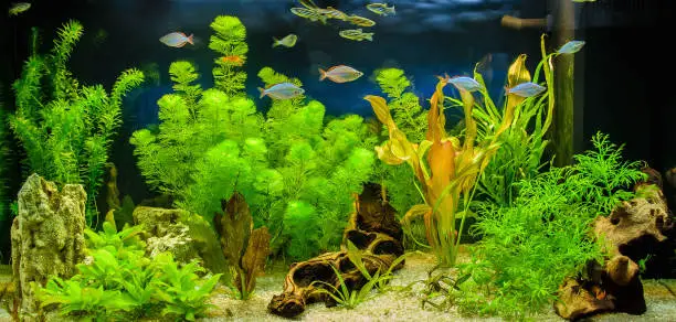 How to Set Up a Planted Aquarium Without CO2 - HomeTanks