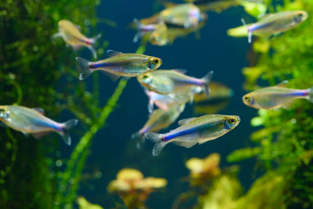 Rarest Tetra Fish: Top 11 Interesting Species - HomeTanks