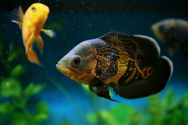 Why Do Oscar Fish Get Hole in the Head: Causes, Treatment & Prevention