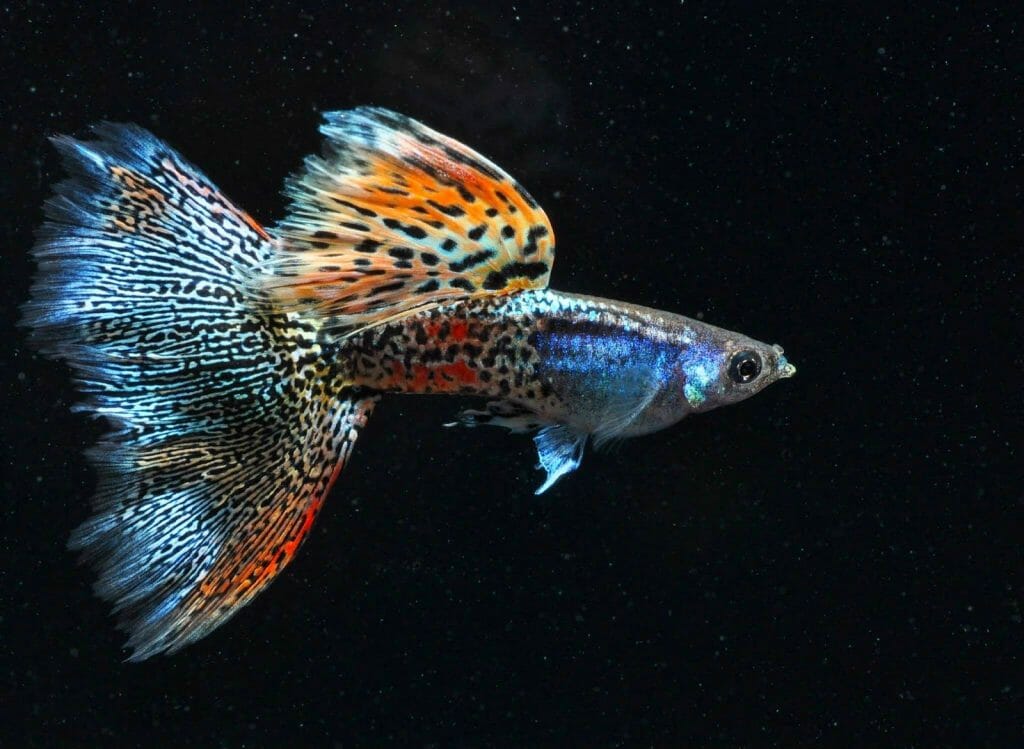 Top 10 Beautiful Guppy Fish: The 