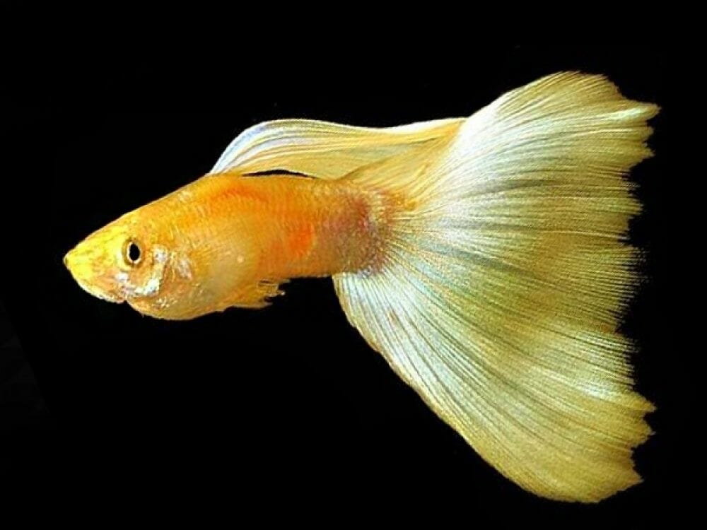 Top 10 Beautiful Guppy Fish: The 