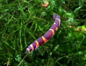 Do Kuhli Loaches Change Color: Is It Normal? - HomeTanks