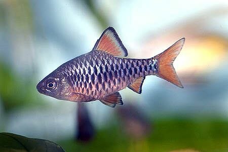 Can Zebra Danios Live With Goldfish: Main Requirements - HomeTanks