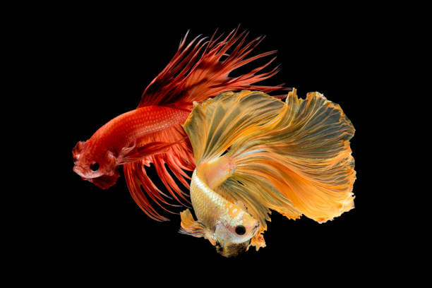 How Do You Know When a Betta Fish Is Going to Die? - HomeTanks