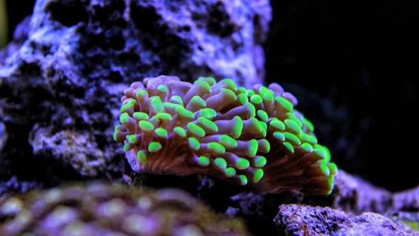 Best Coral for Clownfish: 7 Most Compatible Corals for Your Clownfish ...