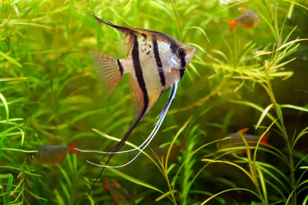 What Fish Can Live With Zebra Danios: 20 Best Tankmates - HomeTanks