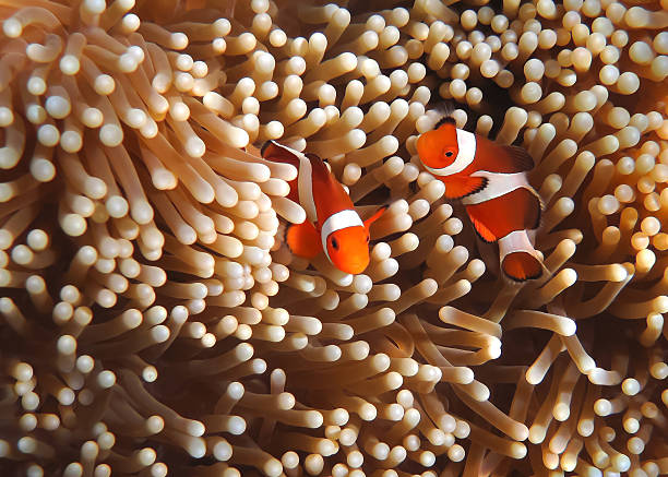 what-do-clownfish-eat-a-guide-to-clownfish-foods-hometanks