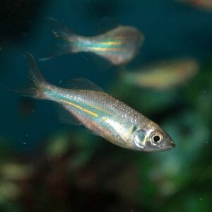 Zebra Danios Types: Top 13 Most Popular Species - HomeTanks