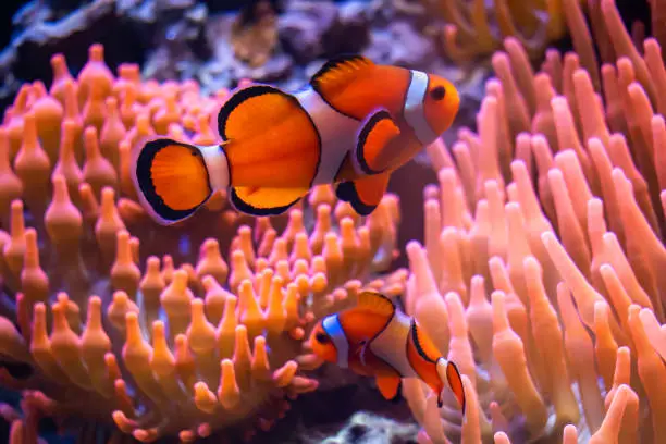 Clownfish Twitching: Causes and When to Worry - HomeTanks