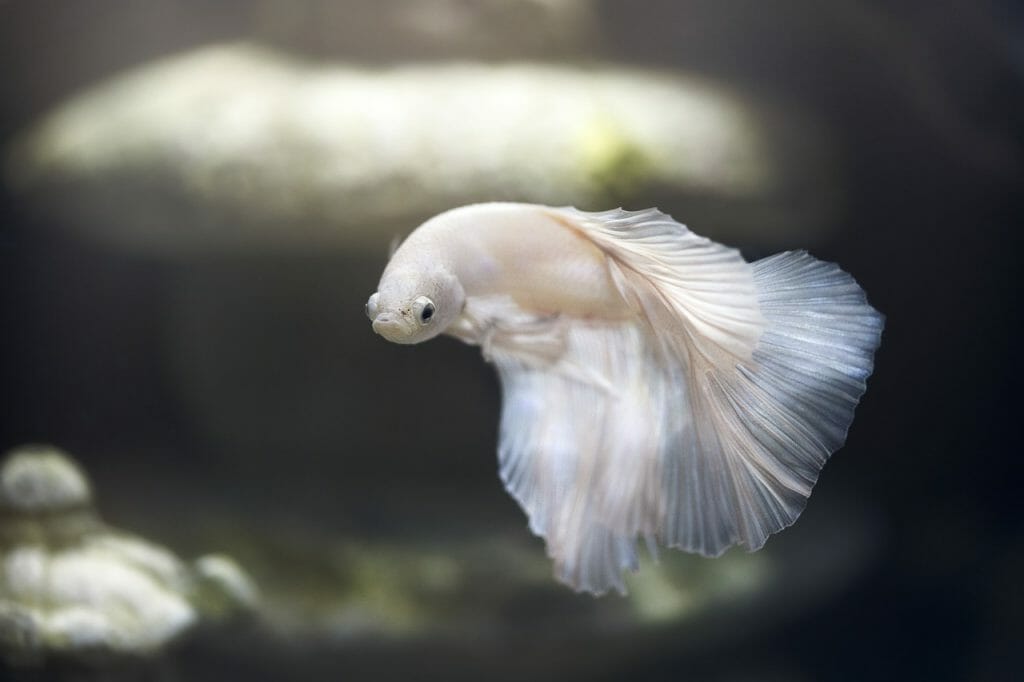 what-do-betta-fish-like-in-their-tank-providing-bettas-the-perfect