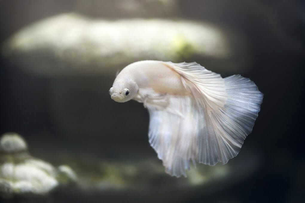 Can Betta Fish Live in Tap Water The Ultimate Guide to Water