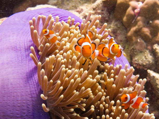 Where Are Clownfish Found: Interesting Facts About Clownfish - HomeTanks