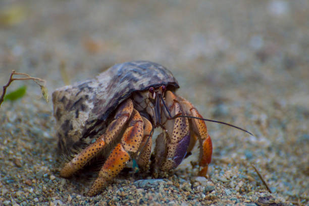 Can You Use Aquarium Salt for Hermit Crabs: Ultimate Care Guide